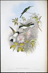 Wróżka kolumbijska (Heliothrix Barroti) (ręcznie kolorowana lito)