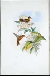 Amazili koralowiec (Amazilia Corallirostris) (ręcznie barwiony litho)