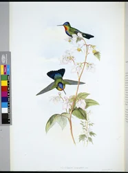 Koliber kostarykański (Panterpeinsignis) (ręcznie barwiony litho)