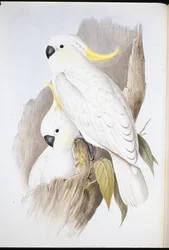 Kakadu żółtoczuba (Cacatua galerita)