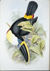 Tukan Cuvier (Ramphastos Cuvieri) (ręcznie barwiony lito)
