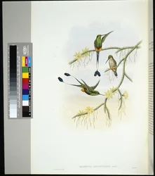 Ekwador Rakieta (spathura solstitialis) (ręcznie barwiony litho)