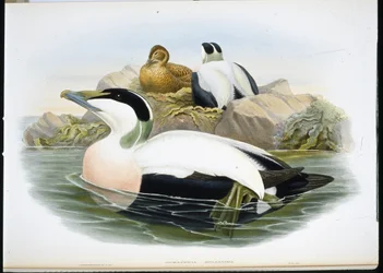 Eider Duck (Somateria Mollissima) (lito ręcznie kolorowane)