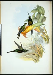 Cesarzowa Koliber (Eugenia Imperatrix) (ręcznie kolorowana lito)