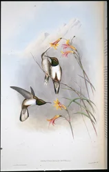 Koliber górski Estelli (Oreo Trochilus Estella) (ręcznie barwiony lito)