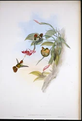 Kokietka Z Falbanką (Lophornis Magnificus)