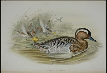 Garganey (Querquedula Circa) (lito ręcznie kolorowane)