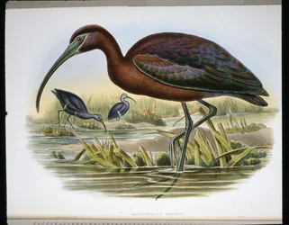 Koziorożec błyszczący (Falcinellus Igneus) (kolorowy grawerunek)