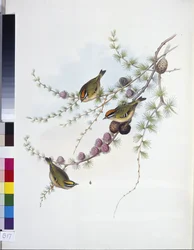 Goldcrest (Ragels Regles) (Ręcznie poukładany lito)