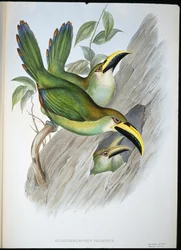 Złotozielony Tukan Groovebill (Aulacoramphus Prasinus) (ręcznie barwiony litho)