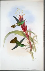 Koliber pióronogi o złotym ogonie (Hypuroptila Urochrysia)