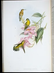 Koliber złocisty (Chryso Bronchus Virescens) (ręcznie barwiony lito)