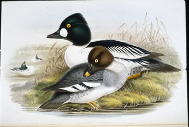 Golden Eye (Clangula Glauciion) (lito ręcznie kolorowane)