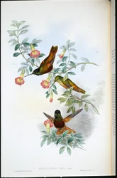 Złota gwiazda-frontlet (Helianthea Eos) (lito ręcznie kolorowane)
