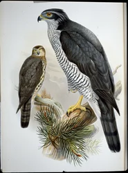 Jastrząb (Astur Palumbarius) (ręcznie barwiony litho)