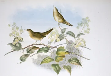 Lasówka konik polny (Locustella Auicula) (ręcznie barwiony litho)