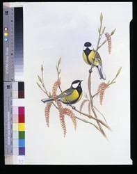 Sikora bogatka (Parus Major) (lito ręcznie kolorowane)