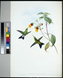 Szafir zielonogłowy (eucephala chlorocephela) (ręcznie barwiony litho)