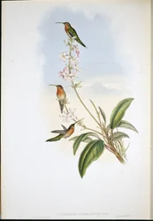 Pustelnik zielonosterny (Phaethornis viridicaudata)