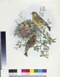 Dzwoniec (Ligurinus chloris) (ręcznie barwiony lito)