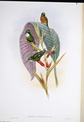 Koliber szaroogonowy (Oreopyra cinereicauda)