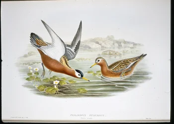 Phalarope szary (Phalaropus Fulicarius) (ręcznie barwiony litho)