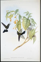 Siwa Puff-noga (Eriocnemis Lugens) (lito ręcznie kolorowane)