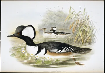 Nurogęś z kapturem (Mergus Cucullatus) (lito ręcznie kolorowane)