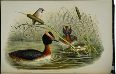 Perkoz rogaty (Podiceps Auritus) (ręcznie barwiony litho)