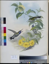Kolibry (Delattria Clemenciae) (ręcznie barwione litho)