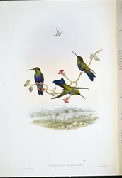 Nimfa leśna Jelskiego (Thalurania Jelskii) (lito ręcznie kolorowane)