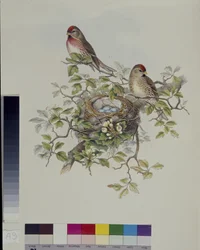 Lesser Redpoll (Aegisthus Rufescens) (lito ręcznie kolorowane)