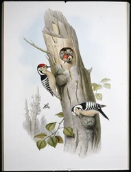 Dzięcioł mały (Picus Minor) (lito ręcznie kolorowane)