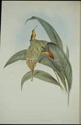 Mały Pustelnik (Phaethornis eremita) (lito ręcznie kolorowane)