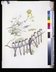 Raniuszek (Mecistura Caudata)