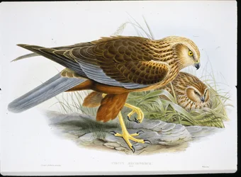 Błotniak stawowy (Circus Aeruginosus) (kolorowy grawerunek)