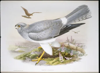 Błotniak błotny (Circus Aeruginosus) (ręcznie barwiony litho)
