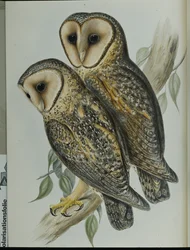 Barczatka zamaskowana (Strix Personata) (litografia ręcznie kolorowana)