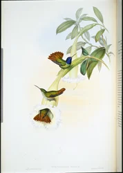 Oenone Koliber (Chrysuronia oenone) (ręcznie barwiony litho)