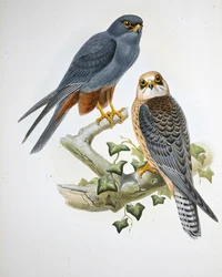 Pomarańczowonogi Hobby (Erythropus Vespertinus) (ręcznie barwiony litho)
