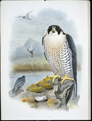 Sokół wędrowny (Falco Peregrinus) (lito ręcznie kolorowane)