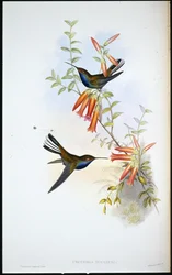 Koliber srokaty (Urochroa Bougieri)