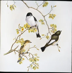 Muchołówka żałobna (Muscicapa Atricapilla) (lito ręcznie kolorowane)