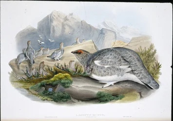 Pardwa (Ptarmigan) (Lagopus Mutus) (ręcznie barwiona lito)