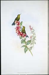 Purpurowogonek (Metallura Williami)