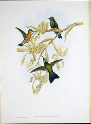 Koliber purpurowoszyi (Oreopyra Calolaema) (ręcznie barwiony litho)