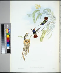 Szafir czerwonogardły (hylocharis sapphirinus) (ręcznie barwiony litho)