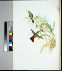 Amazili Rieggera (amazilia Riefferi) (ręcznie kolorowana litho)