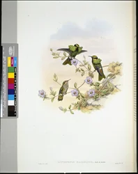 Roraima Coquette (lophornis pavoninus) (lito ręcznie kolorowane)