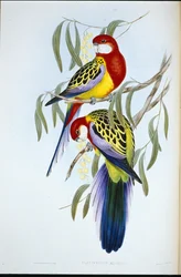 aleksandretta różowa (Platycercus Eximius) (lito ręcznie kolorowane)